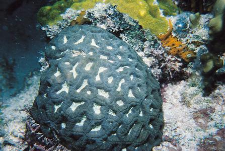 CotW: Isophyllia rigida