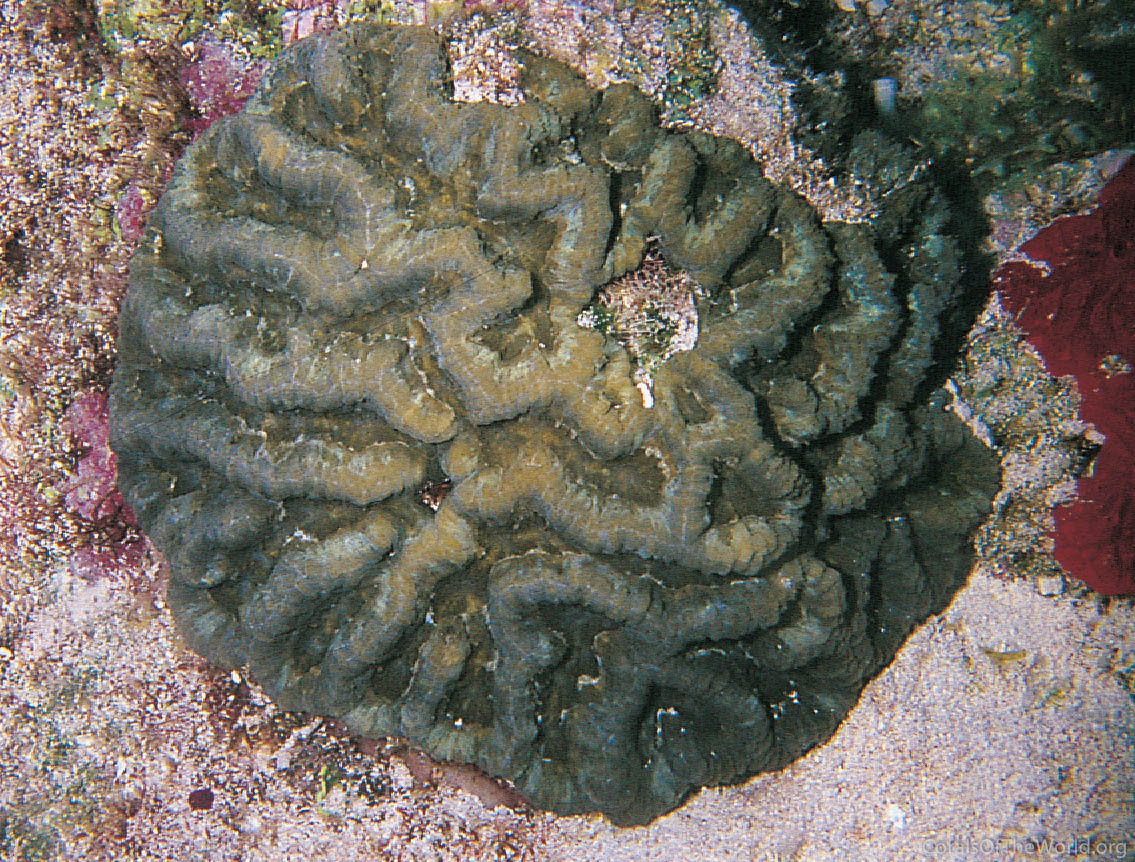 Isophyllia sinuosa