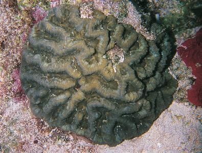 CotW preview: Isophyllia sinuosa