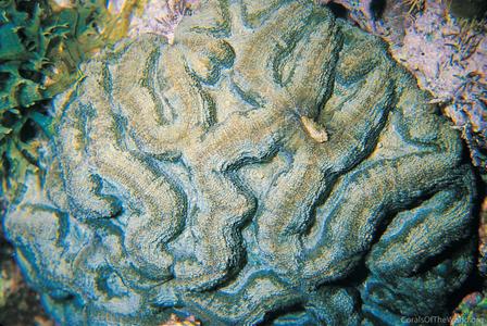 CotW preview: Isophyllia sinuosa