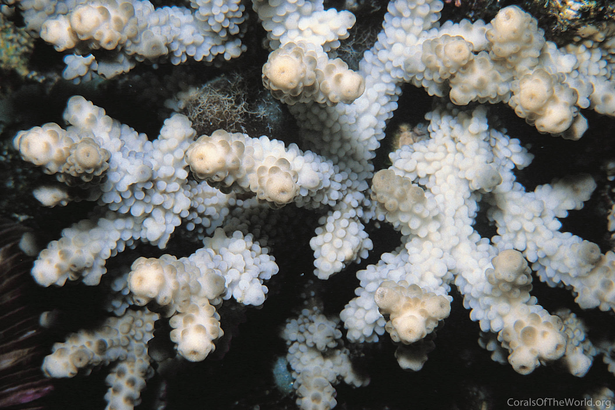 Isopora brueggemanni