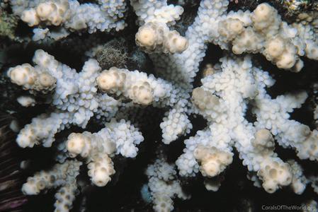 CotW: Isopora brueggemanni
