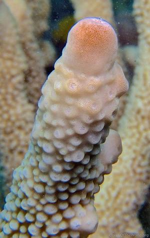 CotW: Isopora brueggemanni