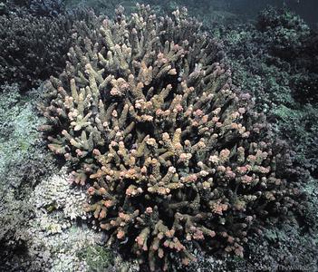 CotW: Isopora brueggemanni