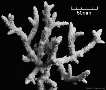 CotW: Isopora brueggemanni