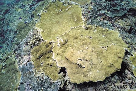 CotW preview: Isopora crateriformis