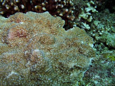 CotW: Isopora crateriformis