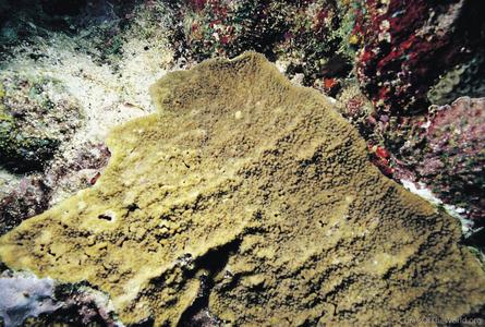 CotW: Isopora crateriformis