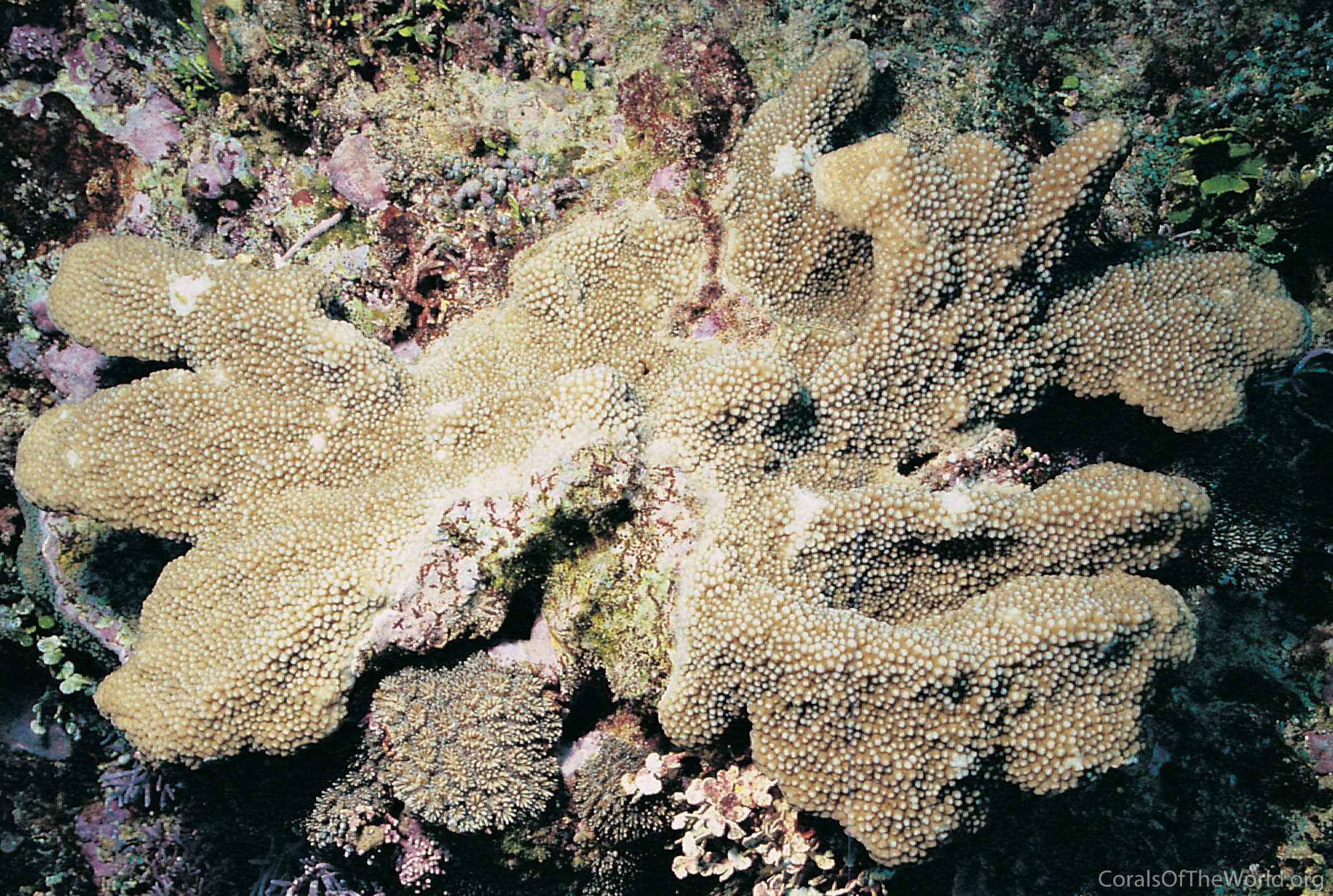 Isopora cuneata