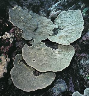 CotW preview: Isopora cuneata