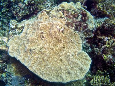 CotW: Isopora cuneata