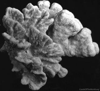 CotW: Isopora cuneata