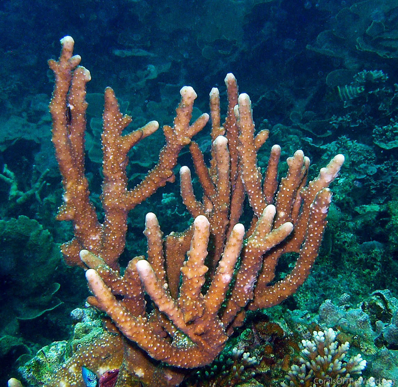 Isopora cylindrica