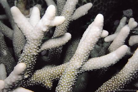 CotW: Isopora cylindrica