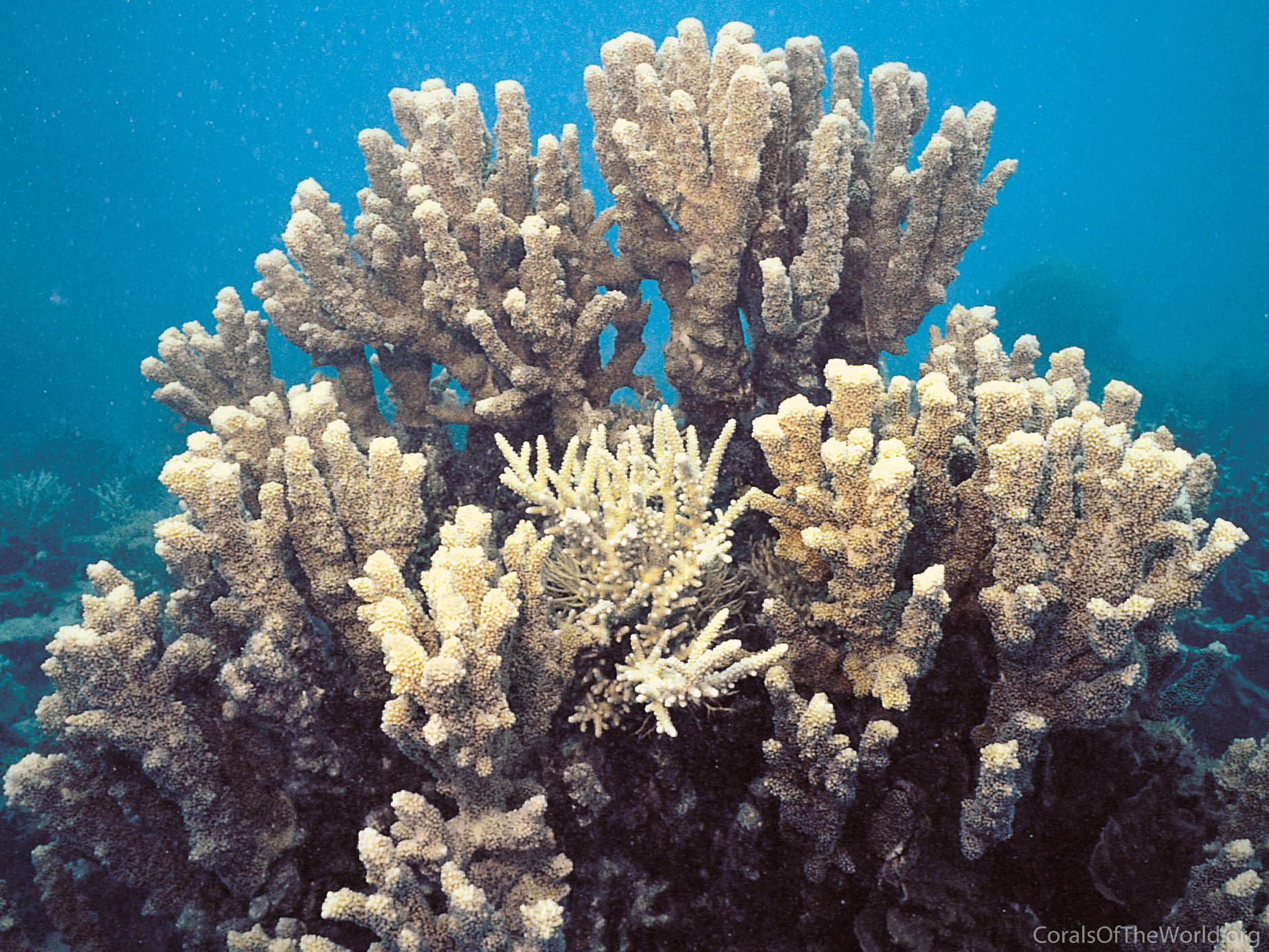 Isopora elizabethensis