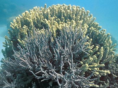CotW preview: Isopora elizabethensis