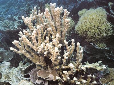 CotW: Isopora elizabethensis