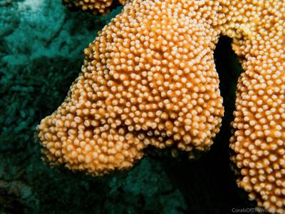 CotW: Isopora palifera