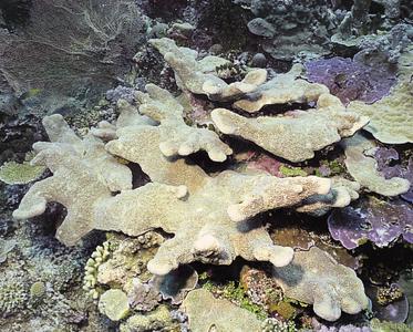 CotW: Isopora palifera