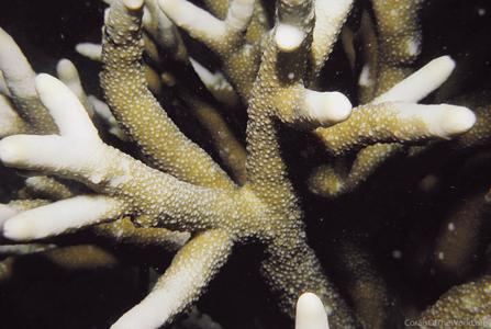 CotW: Isopora togianensis