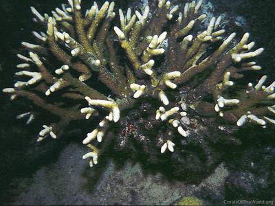 CotW: Isopora togianensis