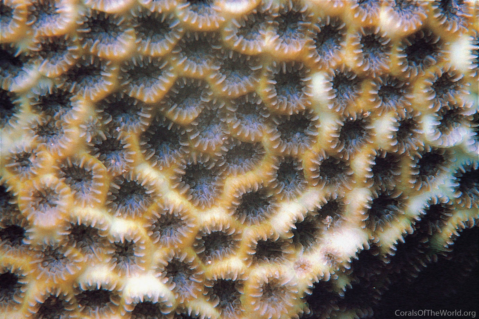 Leptastrea aequalis