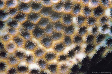 CotW preview: Leptastrea aequalis