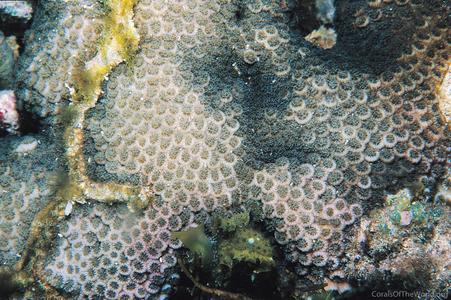CotW preview: Leptastrea aequalis