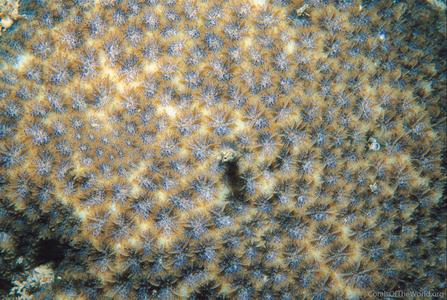 CotW preview: Leptastrea bewickensis