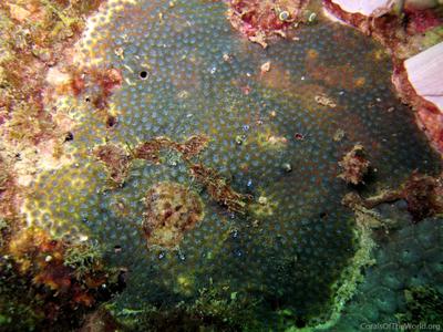 CotW: Leptastrea bewickensis
