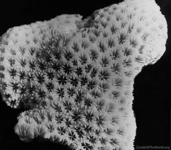 CotW: Leptastrea bewickensis