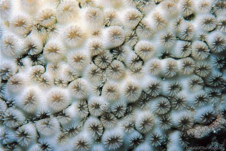 CotW preview: Leptastrea bottae