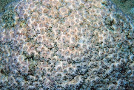CotW preview: Leptastrea bottae