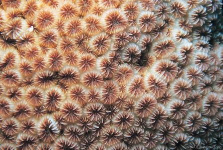 CotW: Leptastrea bottae