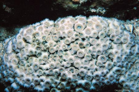 CotW: Leptastrea bottae