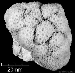 CotW: Leptastrea bottae