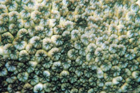 CotW: Leptastrea inaequalis