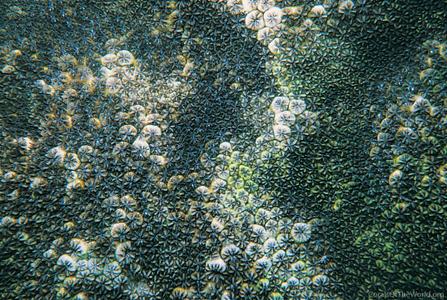 CotW: Leptastrea inaequalis