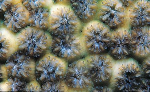 CotW: Leptastrea inaequalis