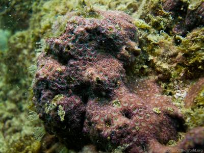 CotW: Leptastrea pruinosa