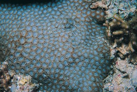 CotW: Leptastrea pruinosa