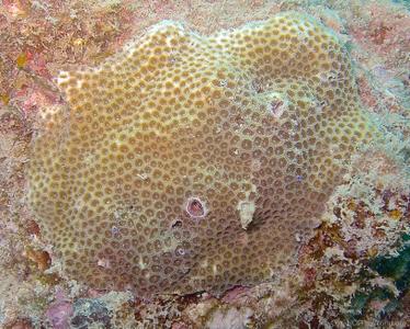 CotW: Leptastrea pruinosa