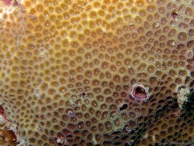 CotW: Leptastrea pruinosa
