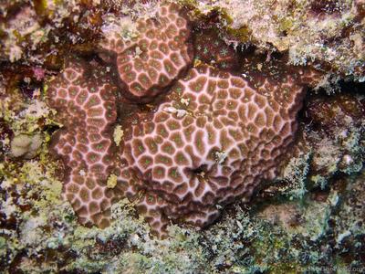 CotW preview: Leptastrea purpurea