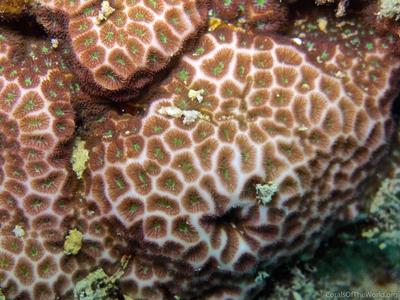 CotW: Leptastrea purpurea