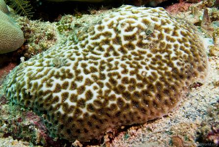 CotW: Leptastrea purpurea