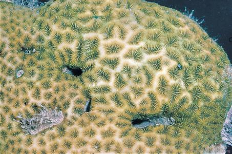 CotW: Leptastrea purpurea