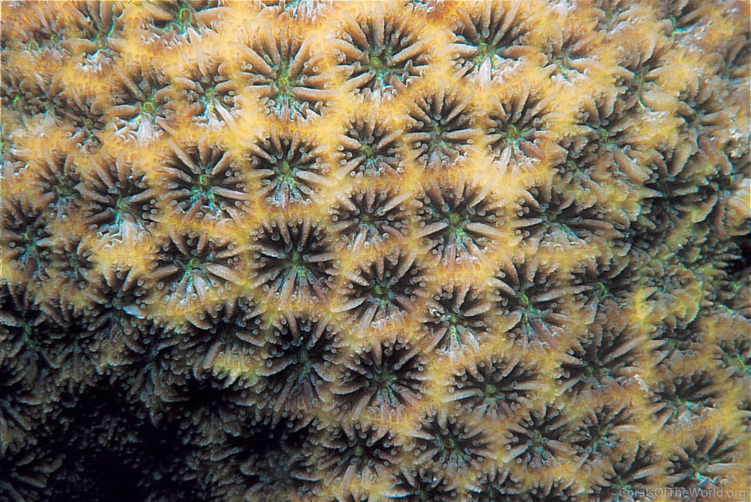 Leptastrea transversa