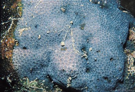 CotW preview: Leptastrea transversa