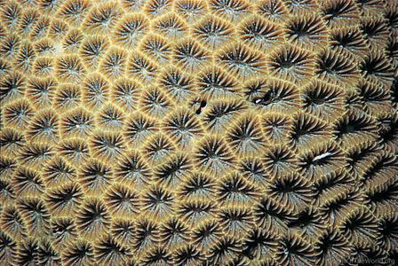 CotW: Leptastrea transversa